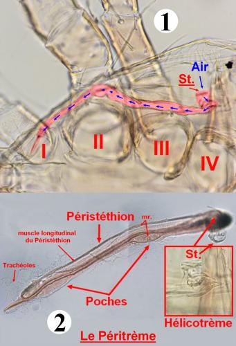 Parasitellus fucorum